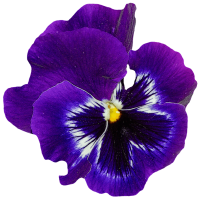 pansy-2329428_960_7202